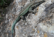 014_IMAG2157.jpg