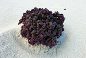 lanza-39.jpg