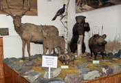 Zoo muzeum